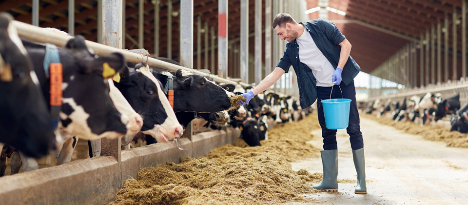 Feeding cows