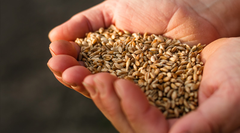 Seeds in hands