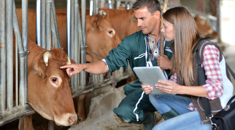 Farmer and veterinarian checking on cows