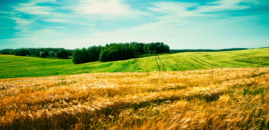 Landscape with Wheat Field and Clouds