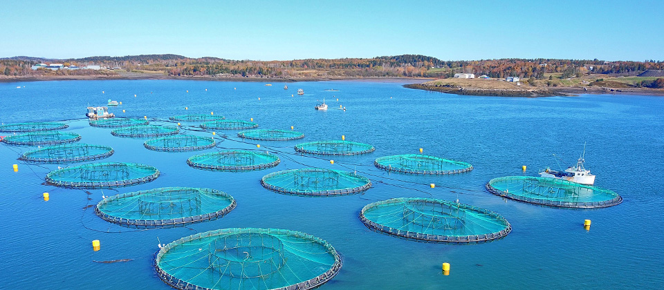 Aquaculture