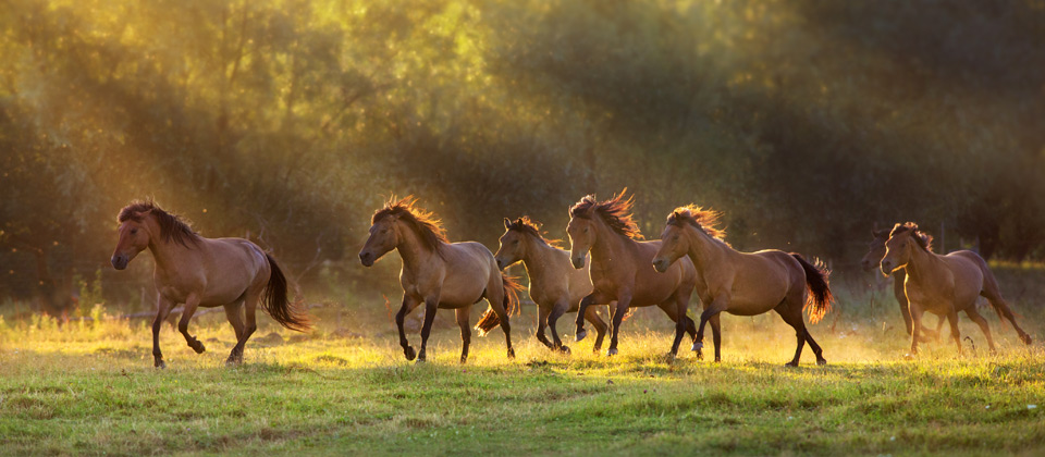 Equine