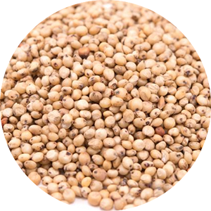 Sorghum