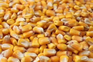 Indian feed, poultry sectors call for corn export ban